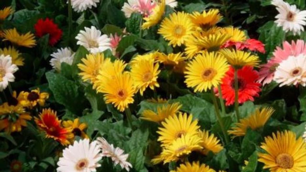 खबर खेती की : मार्केट में इस रंग बिरंगे फूल की जबरदस्त डिमांड, लाखों रुपये का मुनाफा, यहां समझें बारीकियां खबर खेती की : मार्केट में इस रंग बिरंगे फूल की जबरदस्त डिमांड, लाखों रुपये का मुनाफा, यहां समझें बारीकियां