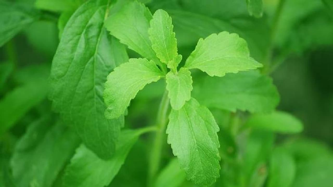 പഞ്ചസാരയ്ക്ക് പകരക്കാരൻ, സ്റ്റീവിയ ഇങ്ങനെ കൃഷി ചെയ്യാം പഞ്ചസാരയ്ക്ക് പകരക്കാരൻ, സ്റ്റീവിയ ഇങ്ങനെ കൃഷി ചെയ്യാം