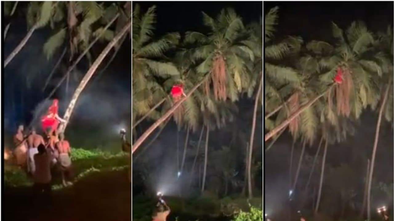 തെങ്ങിൽ കയറി തേങ്ങയിടുന്നു, അതിസാഹസികമായി തിരിച്ചിറങ്ങുന്നു, മറ്റൊരു തെയ്യം വീഡിയോ