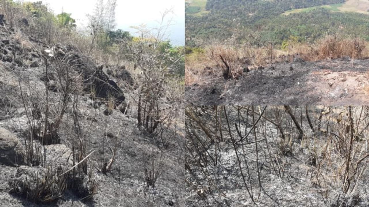 ദുരൂഹമായി കുറുമ്പാലക്കോട്ട മലയിലെ തുടര്ച്ചയായ തീപിടുത്തങ്ങള്; ആശങ്കയിലായി ജനം ദുരൂഹമായി കുറുമ്പാലക്കോട്ട മലയിലെ തുടര്ച്ചയായ തീപിടുത്തങ്ങള്; ആശങ്കയിലായി ജനം