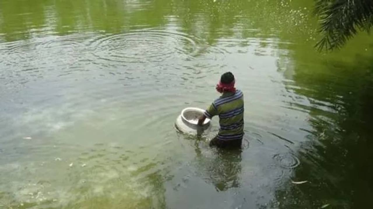 ശുദ്ധജലത്തിൽ മത്സ്യം വളർത്താൻ പദ്ധതിയുണ്ടോ? ഇക്കാര്യങ്ങൾ ശ്രദ്ധിക്കണം