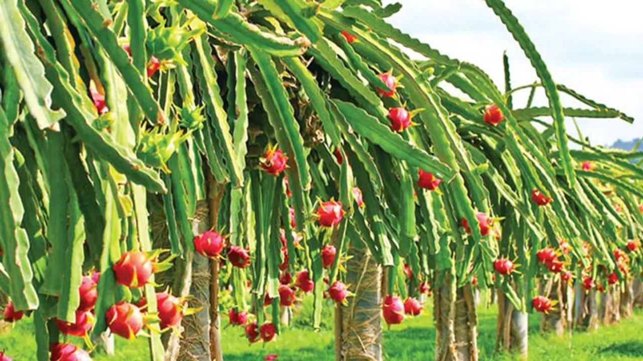 1 एकड़ में लगाए यह फसल, हर साल कर सकते हैं 10 लाख रुपए तक की कमाई, जानिए क्या है खेती का तरीका 1 एकड़ में लगाए यह फसल, हर साल कर सकते हैं 10 लाख रुपए तक की कमाई, जानिए क्या है खेती का तरीका