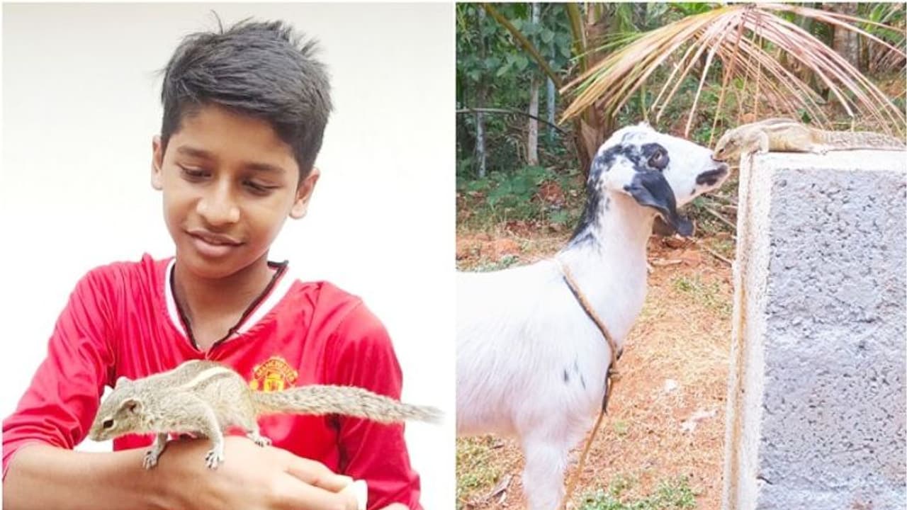 അപൂര്‍വ്വ സൗഹ്യദത്തിന്റെ കഥ പറഞ്ഞ് അണ്ണാന്‍ കുഞ്ഞും ആടും