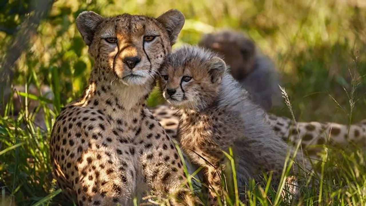 Wheels in motion to reintroduce Cheetahs in India Wheels in motion to reintroduce Cheetahs in India