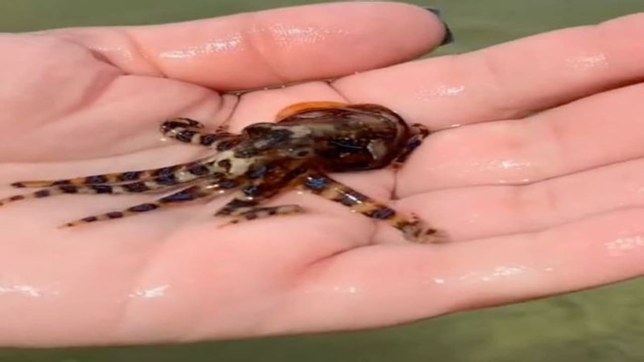 'मौत' से अनजान उसे अपनी हथेली पर लेकर घूम रही थी महिला, लोगों ने बताई हकीकत तो लगा सदमा, जानें आगे क्या हुआ 'मौत' से अनजान उसे अपनी हथेली पर लेकर घूम रही थी महिला, लोगों ने बताई हकीकत तो लगा सदमा, जानें आगे क्या हुआ