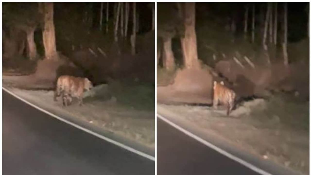 Tiger : ദേശീയപാതയില് മുടന്തി നടക്കുന്ന കടുവ; വീഡിയോ വൈറലായിട്ടും ഒന്നുമറിഞ്ഞില്ലെന്ന് വനംവകുപ്പ് Tiger : ദേശീയപാതയില് മുടന്തി നടക്കുന്ന കടുവ; വീഡിയോ വൈറലായിട്ടും ഒന്നുമറിഞ്ഞില്ലെന്ന് വനംവകുപ്പ്