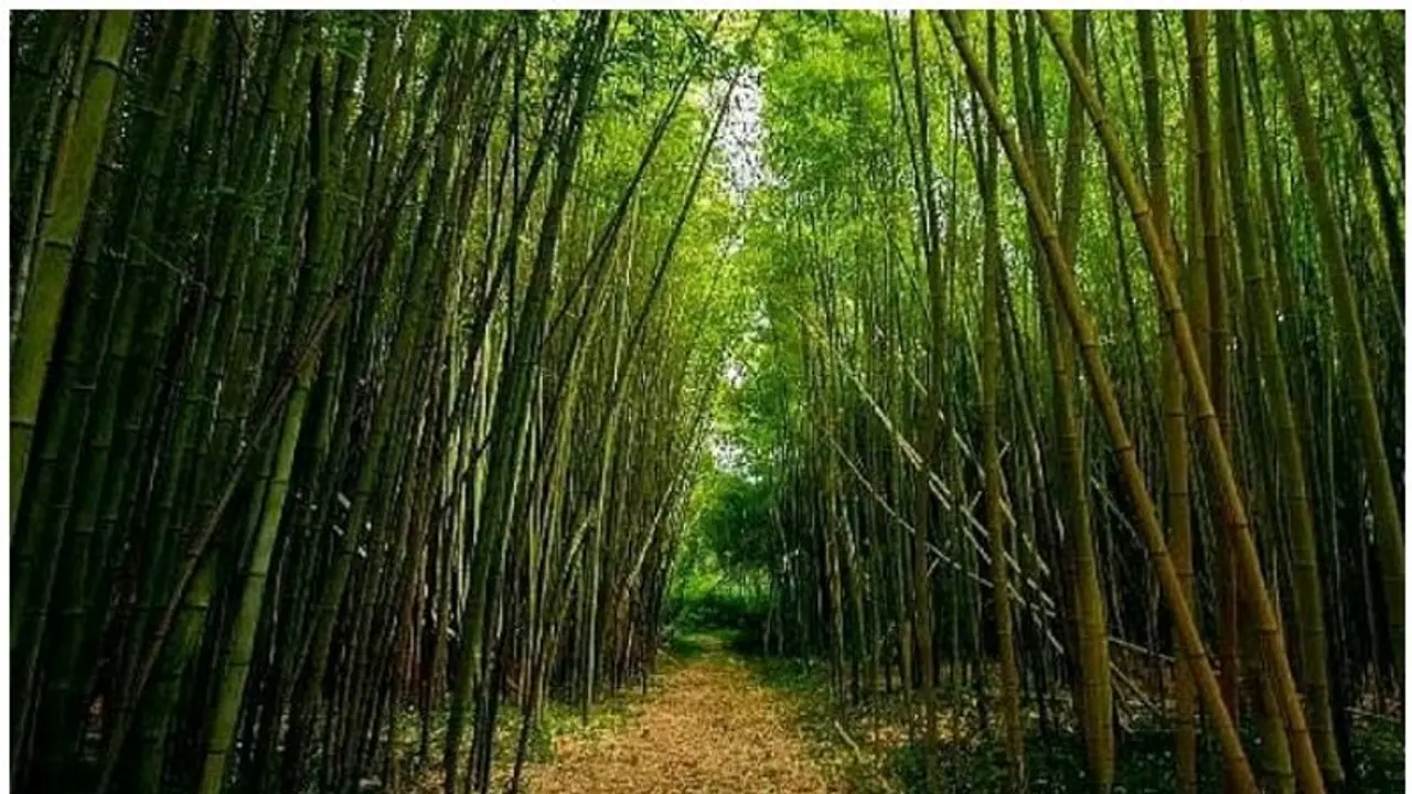 తక్కువ పెట్టుబడితో ఊహించని లాభాలు తీసుకోచ్చే 5 పంటలు ఇవే! తక్కువ పెట్టుబడితో ఊహించని లాభాలు తీసుకోచ్చే 5 పంటలు ఇవే!