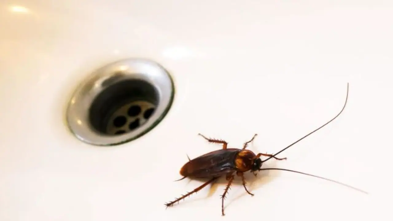 ಜಿರಳೆ ಕೊಲ್ಲಲು ಹೋಗಿ ತನ್ನ ಮನೆಯನ್ನೇ ಸ್ಫೋಟಿಸಿಕೊಂಡ ಜಪಾನಿನ ವ್ಯಕ್ತಿ