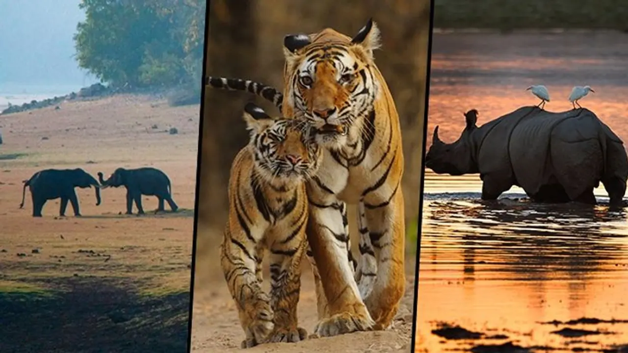 World Wildlife day: உலக வனவிலங்கு தினம் 2022! அழியும் நிலையில் இருக்கும் வனவிலங்குகள்! பாதுகாப்போம் வாருங்கள்! World Wildlife day: உலக வனவிலங்கு தினம் 2022! அழியும் நிலையில் இருக்கும் வனவிலங்குகள்! பாதுகாப்போம் வாருங்கள்!