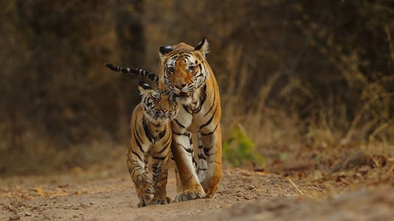 World Environment Day: ఊపిరి పీల్చుకుంటున్న బెబ్బులి.. 25 శాతం తగ్గిన టైగర్స్ మరణాల రేటు World Environment Day: ఊపిరి పీల్చుకుంటున్న బెబ్బులి.. 25 శాతం తగ్గిన టైగర్స్ మరణాల రేటు