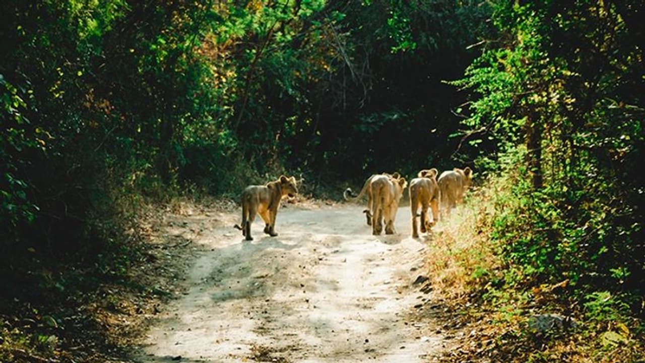 Karnataka: Nagarhole National Park introduces insurance coverage for tourist safety 