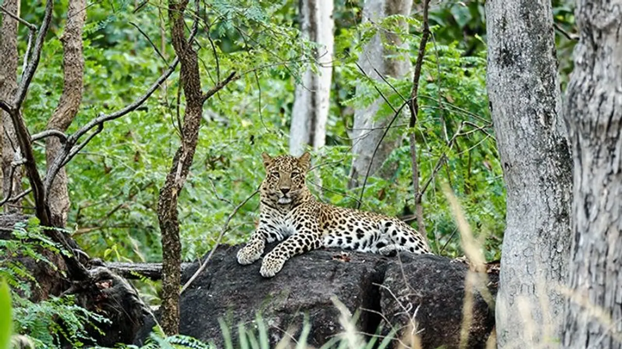 ಕೆಆರ್‌ಎಸ್‌ ಬಳಿ ಚಿರತೆ ಮತ್ತೆ ಪ್ರತ್ಯಕ್ಷ: ಕಳೆದ 20 ದಿನಗಳಿಂದ ಐದಾರು ಬಾರಿ ಪ್ರತ್ಯಕ್ಷ
