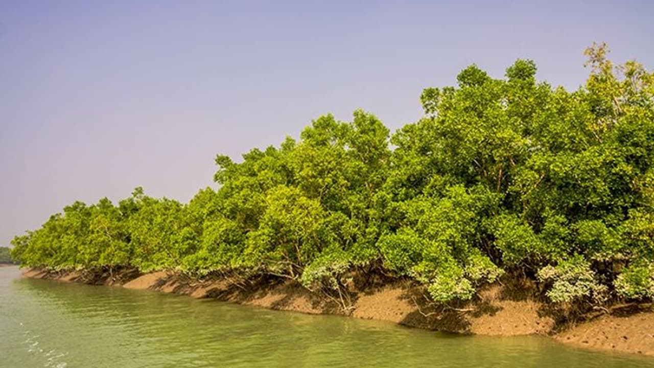 దేశంలో 2070 నాటికి 50% తగ్గనున్న మడ అడవులు.. పర్యావరణవేత్తల ఆందోళన : తాజా అధ్యయనం దేశంలో 2070 నాటికి 50% తగ్గనున్న మడ అడవులు.. పర్యావరణవేత్తల ఆందోళన : తాజా అధ్యయనం