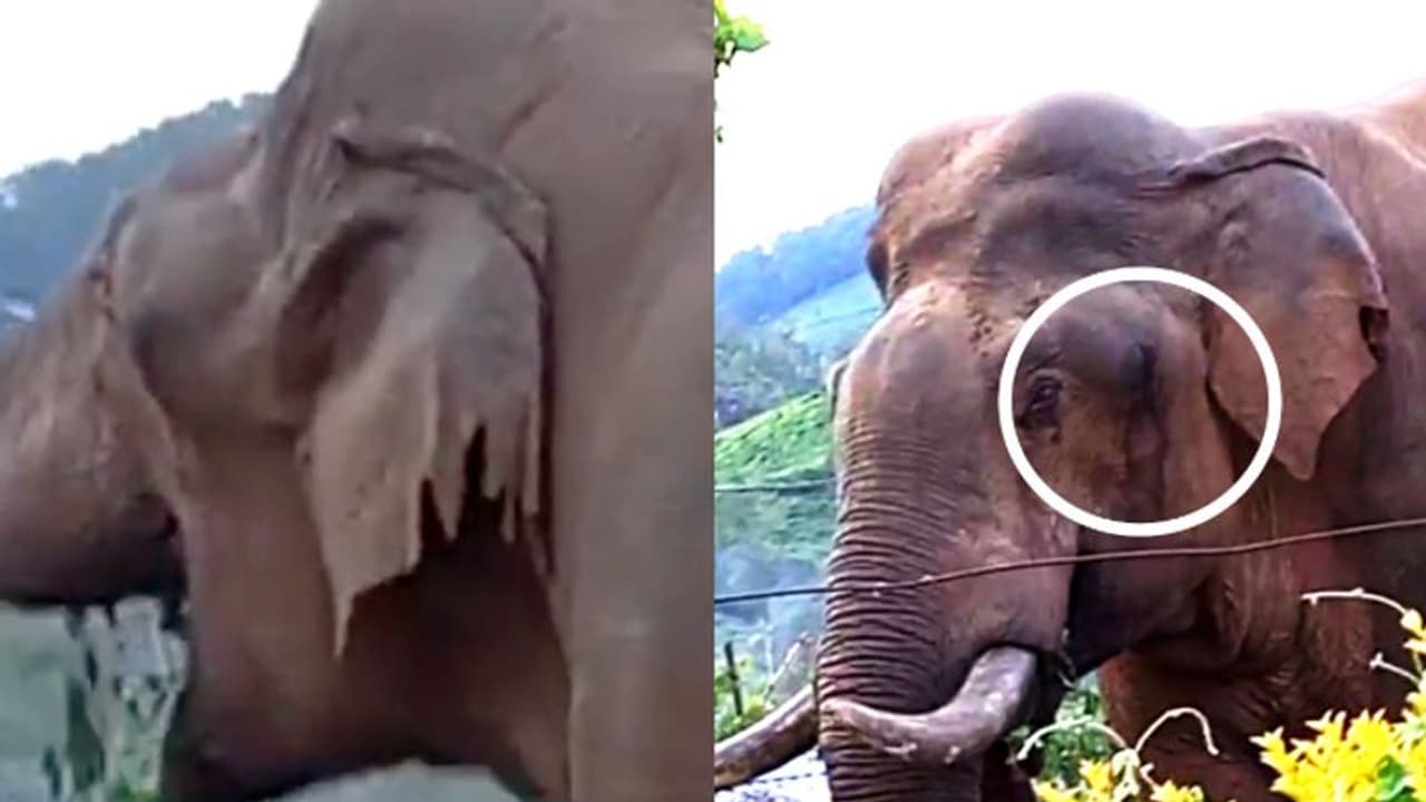 ചെവി കീറിപ്പറിഞ്ഞ നിലയില്, പരിക്കുമായി ചുറ്റുന്ന കൊമ്പന് പരിഭ്രാന്തി പടര്ത്തുന്നു ചെവി കീറിപ്പറിഞ്ഞ നിലയില്, പരിക്കുമായി ചുറ്റുന്ന കൊമ്പന് പരിഭ്രാന്തി പടര്ത്തുന്നു