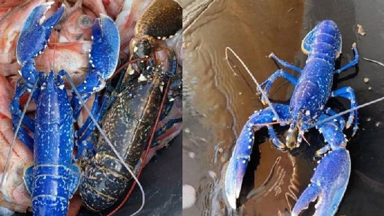 അപൂർവങ്ങളിൽ അപൂർവം, കാണാനുള്ള സാധ്യത 20 ലക്ഷത്തിൽ ഒന്ന്, നീലക്കൊഞ്ചിനെ കണ്ടെത്തി അപൂർവങ്ങളിൽ അപൂർവം, കാണാനുള്ള സാധ്യത 20 ലക്ഷത്തിൽ ഒന്ന്, നീലക്കൊഞ്ചിനെ കണ്ടെത്തി