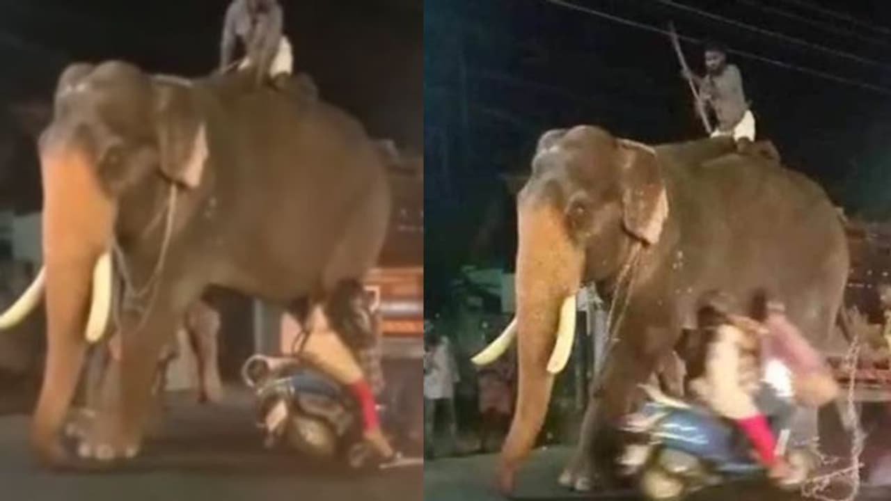 ലോറിയില് നിന്ന് ആനയെ ഇറക്കുന്നതിനിടെ പാപ്പാനെ സ്കൂട്ടര് ഇടിച്ചു; വിരണ്ടോടി കരിവീരന് ലോറിയില് നിന്ന് ആനയെ ഇറക്കുന്നതിനിടെ പാപ്പാനെ സ്കൂട്ടര് ഇടിച്ചു; വിരണ്ടോടി കരിവീരന്