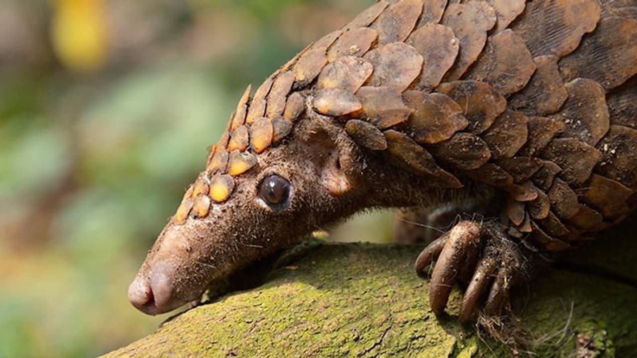 World Wildlife Day: YouTube a growing threat to India’s conservation efforts? World Wildlife Day: YouTube a growing threat to India’s conservation efforts?