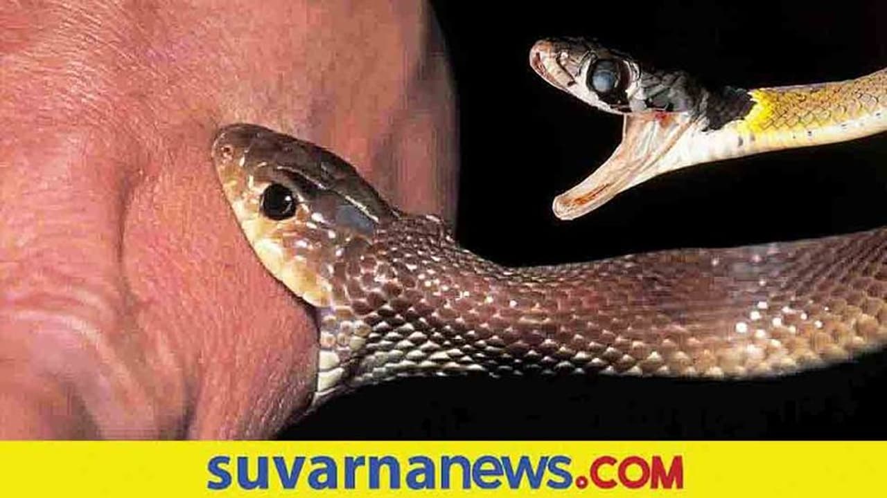 Health Tips : ಹಾವು ಕಚ್ಚಿದ್ರೆ ಭಯ ಪಡ್ಬೇಡಿ, ತಕ್ಷಣ ಮಾಡಿ ಈ ಕೆಲಸ