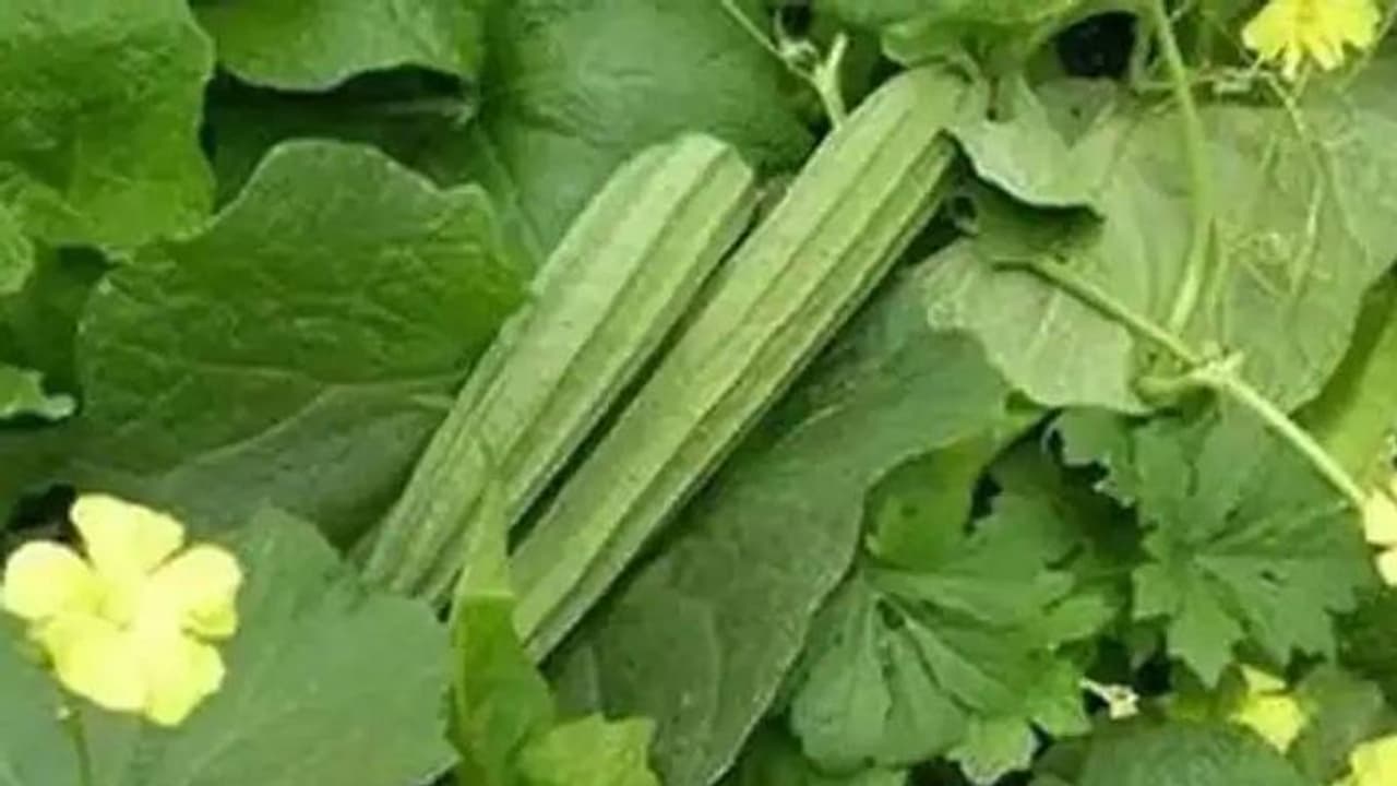 വർഷം മുഴുവനും വിളവ് ലഭിക്കും, പീച്ചിങ്ങ വീടിനകത്തും വളർത്താം