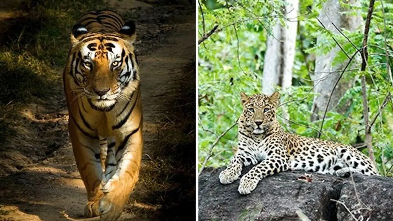 World Wildlife Day: Follow these 8 wildlife photographers on Instagram World Wildlife Day: Follow these 8 wildlife photographers on Instagram