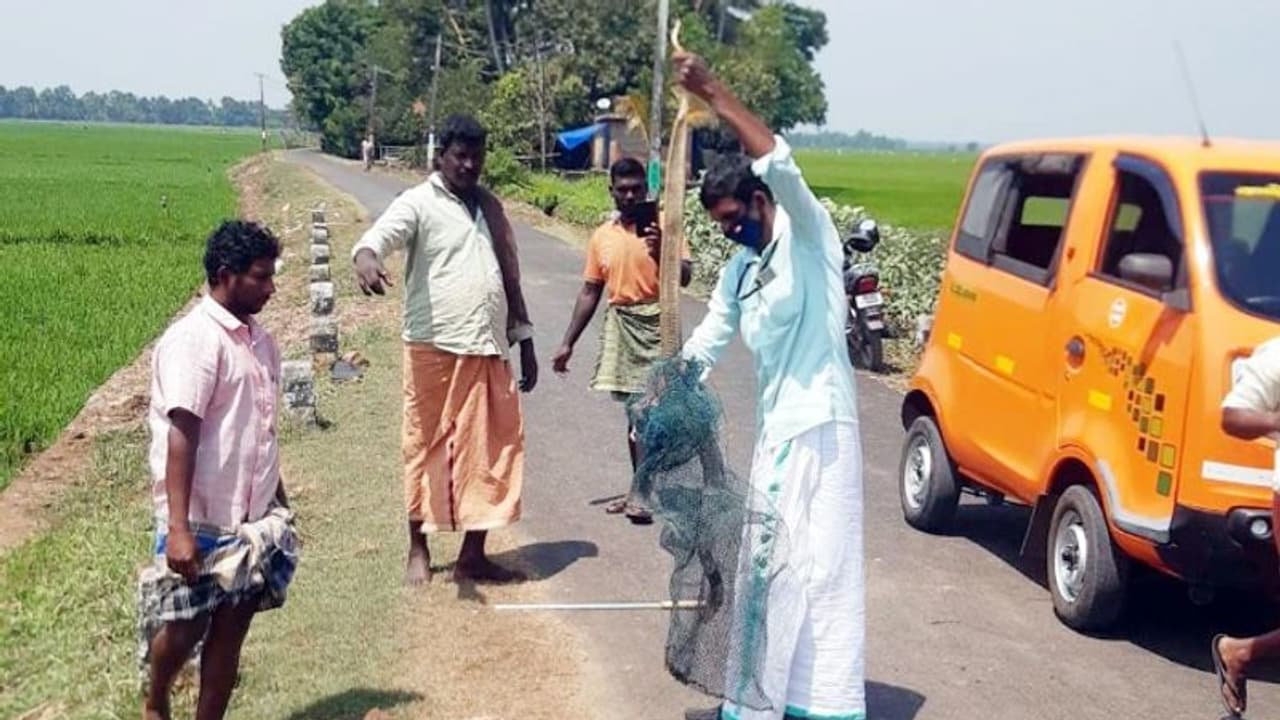 Cobra trapped : തോട്ടിലെ വലയിൽ കുടുങ്ങി അഞ്ചര മീറ്ററുള്ള മൂർഖൻ, ഫോറസ്റ്റ് ഉദ്യോഗസ്ഥരെത്തി രക്ഷാപ്രവർത്തനം Cobra trapped : തോട്ടിലെ വലയിൽ കുടുങ്ങി അഞ്ചര മീറ്ററുള്ള മൂർഖൻ, ഫോറസ്റ്റ് ഉദ്യോഗസ്ഥരെത്തി രക്ഷാപ്രവർത്തനം