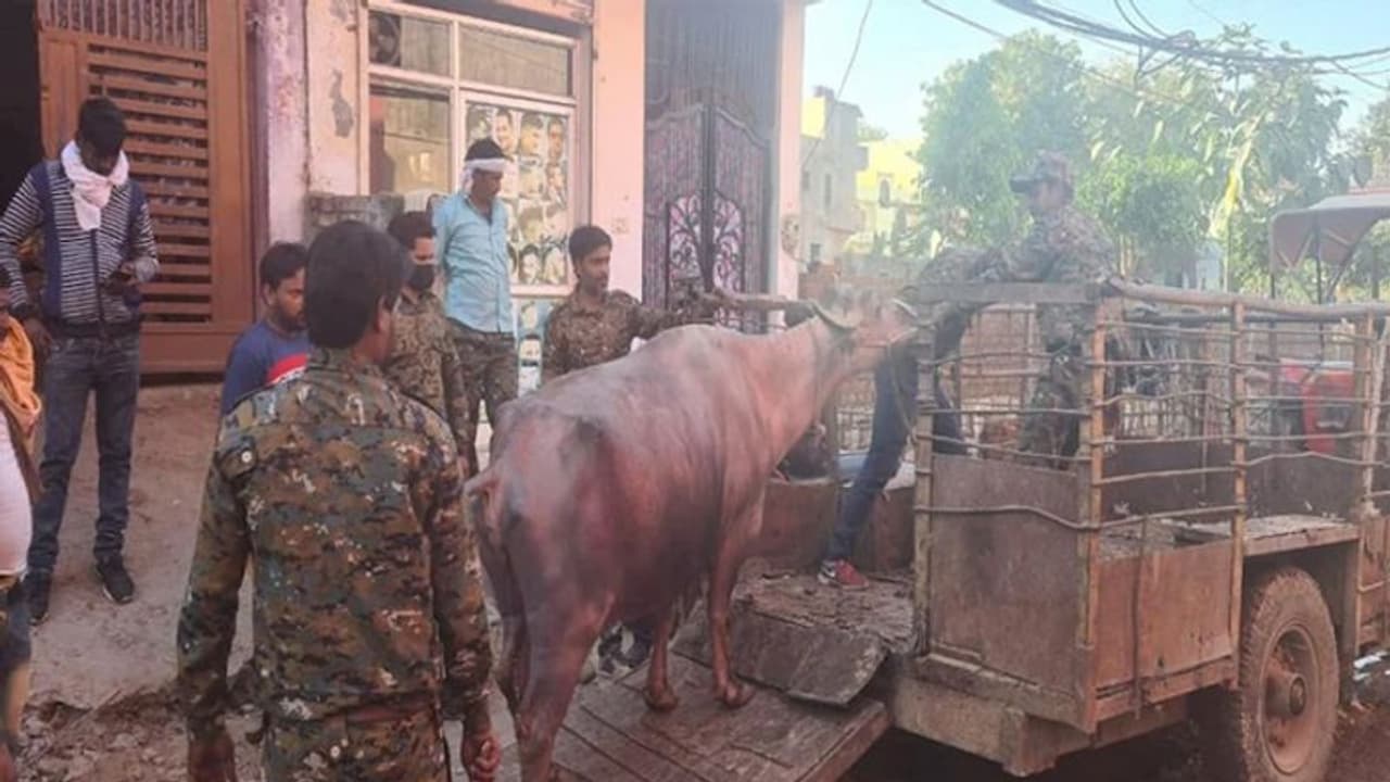 मध्य प्रदेश में जब पानी का पैसा नहीं भरा तो निगम अधिकारी उठा ले गए भैंसे, पढ़िए वसूली का दिलचस्प मामला