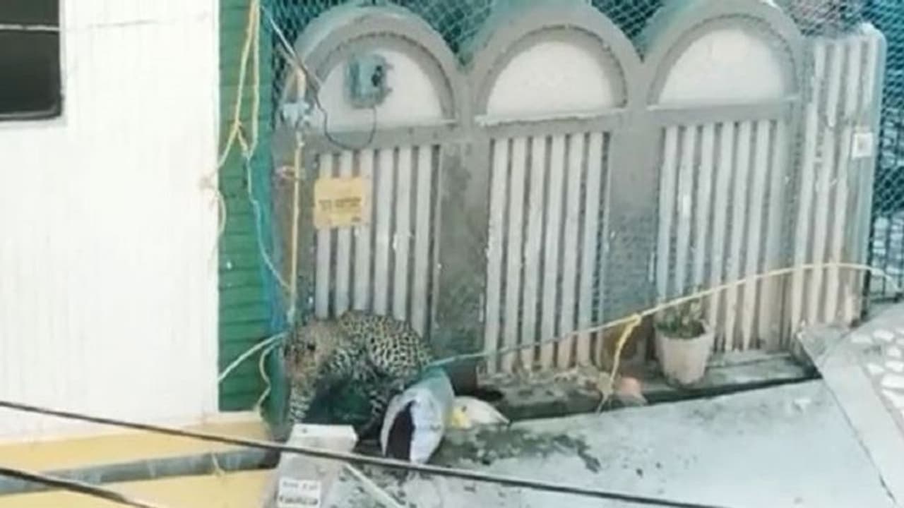 मेरठ में घर में घुसा तेंदुआ, जाल तोड़कर भागने के बाद प्लाट के पास भी घेराबंदी मेरठ में घर में घुसा तेंदुआ, जाल तोड़कर भागने के बाद प्लाट के पास भी घेराबंदी