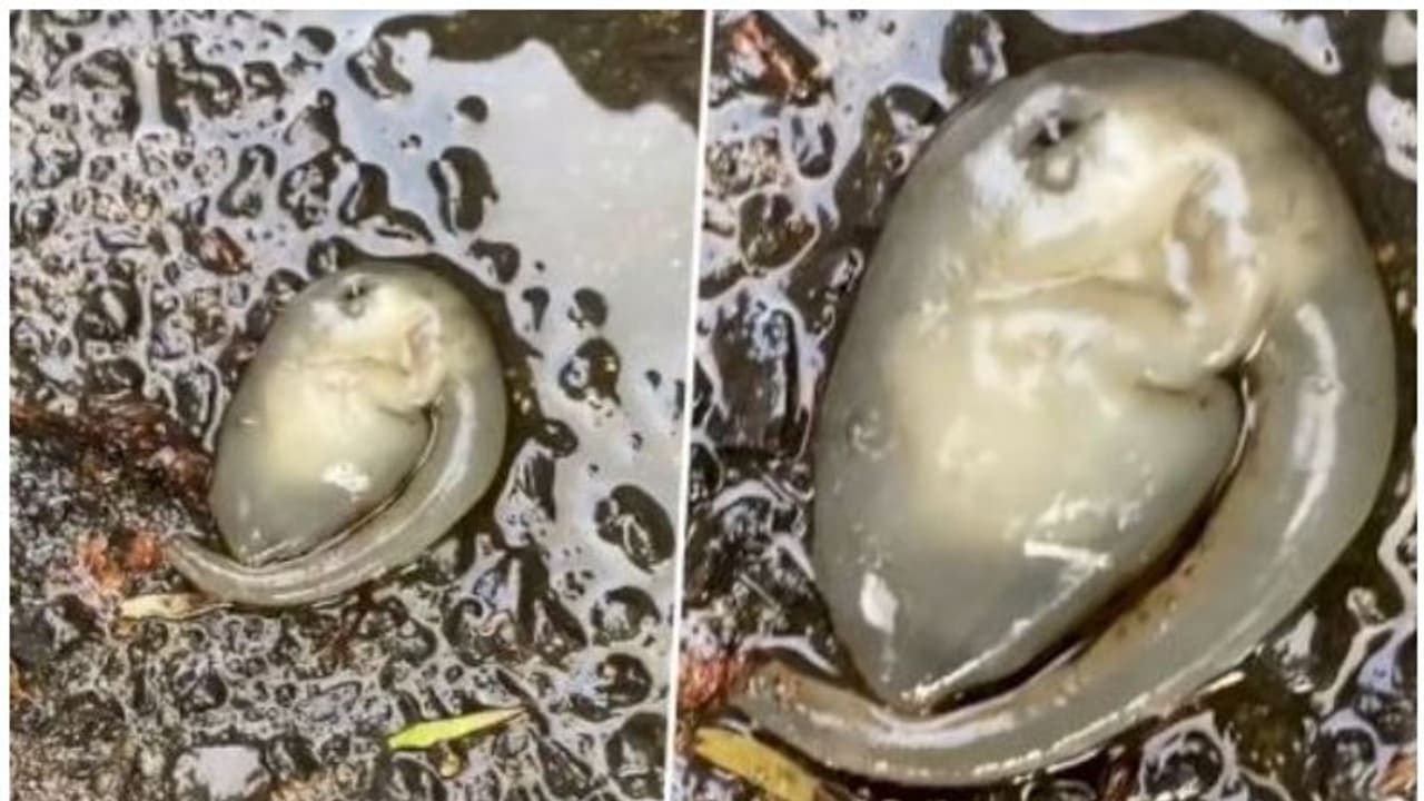 Bizarre Alien : ഏതാണ് ഈ ജീവി? തുമ്പിക്കൈ പോലെ നീണ്ട അവയവം, ചാരനിറം; വെെറലായി വീഡിയോ Bizarre Alien : ഏതാണ് ഈ ജീവി? തുമ്പിക്കൈ പോലെ നീണ്ട അവയവം, ചാരനിറം; വെെറലായി വീഡിയോ