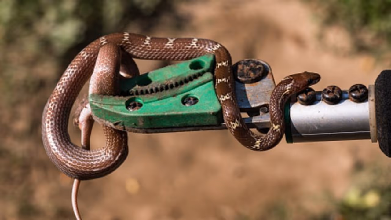 ബഹളം കണ്ട് വിഷപ്പാമ്പെന്ന് ഭയം, അരിപ്പയില് കുടുങ്ങിയ പാമ്പ് ഭീകരാന്തരീക്ഷം സൃഷ്ടിച്ചു ബഹളം കണ്ട് വിഷപ്പാമ്പെന്ന് ഭയം, അരിപ്പയില് കുടുങ്ങിയ പാമ്പ് ഭീകരാന്തരീക്ഷം സൃഷ്ടിച്ചു