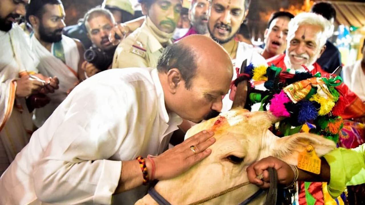 ಮುತ್ತಿಡಲು ಹೋದ ಸಿಎಂಗೆ ಹಾಯಲು ಬಂದ ಗೋವು: ಅಪಾಯದಿಂದ ಪಾರಾದ ಬೊಮ್ಮಾಯಿ..!