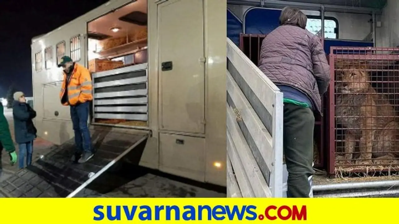 ಯುದ್ಧ ಪೀಡಿತ ಉಕ್ರೇನ್‌ನಿಂದ ಪ್ರಾಣಿಗಳ ಸ್ಥಳಾಂತರ