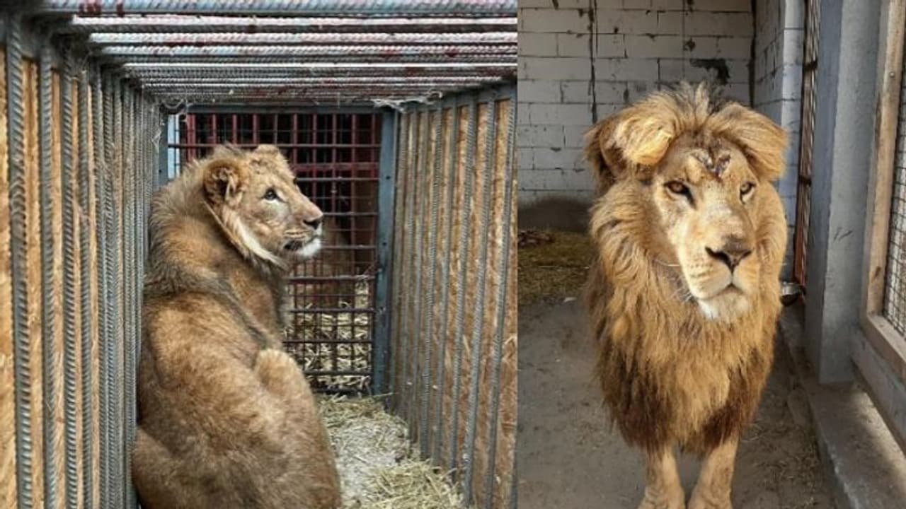 യുക്രൈനിലെ യുദ്ധഭൂമിയില് നിന്ന് പലായനം ചെയ്ത് സിംഹവും കടുവയും കാട്ടുനായയും; പിന്നില് ഡച്ച് സംഘടന യുക്രൈനിലെ യുദ്ധഭൂമിയില് നിന്ന് പലായനം ചെയ്ത് സിംഹവും കടുവയും കാട്ടുനായയും; പിന്നില് ഡച്ച് സംഘടന