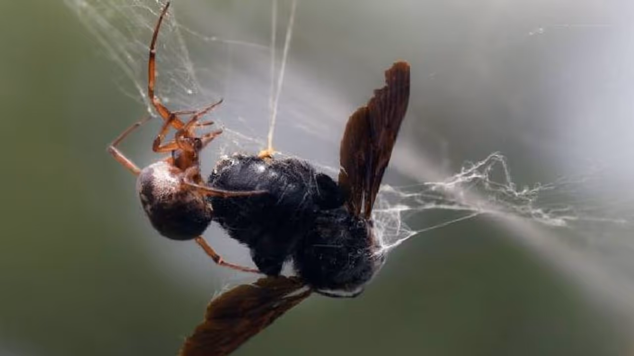 Noble False Widow spider : വവ്വാലുകളെ ഭക്ഷിക്കുന്ന മാരകവിഷമുള്ള ചിലന്തി, വലയിൽ കുരുക്കി രക്തം കുടിച്ചു