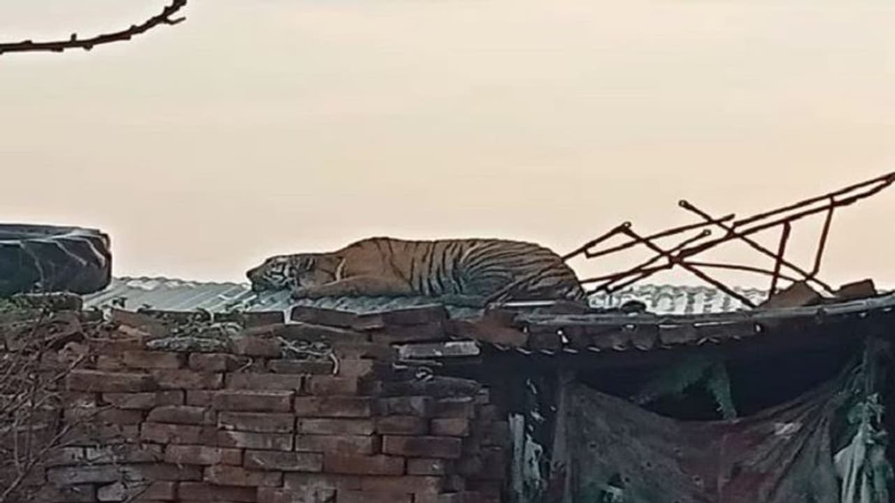 बाघ ने 2 लोगों पर हमला कर फैलाई दहशत, वन विभाग की टीम पकड़ने का कर रही प्रयास बाघ ने 2 लोगों पर हमला कर फैलाई दहशत, वन विभाग की टीम पकड़ने का कर रही प्रयास