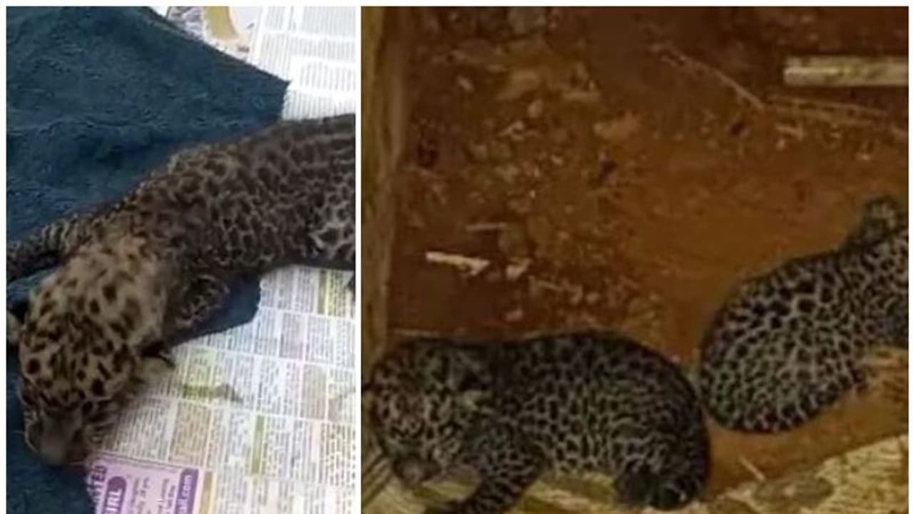 Leopard : അമ്മപ്പുലി വന്നില്ല, അതിജീവിക്കാൻ കുഞ്ഞിനുമായില്ല, ഉമ്മിനിയിലെ പുലിക്കുഞ്ഞ് ചത്തു Leopard : അമ്മപ്പുലി വന്നില്ല, അതിജീവിക്കാൻ കുഞ്ഞിനുമായില്ല, ഉമ്മിനിയിലെ പുലിക്കുഞ്ഞ് ചത്തു