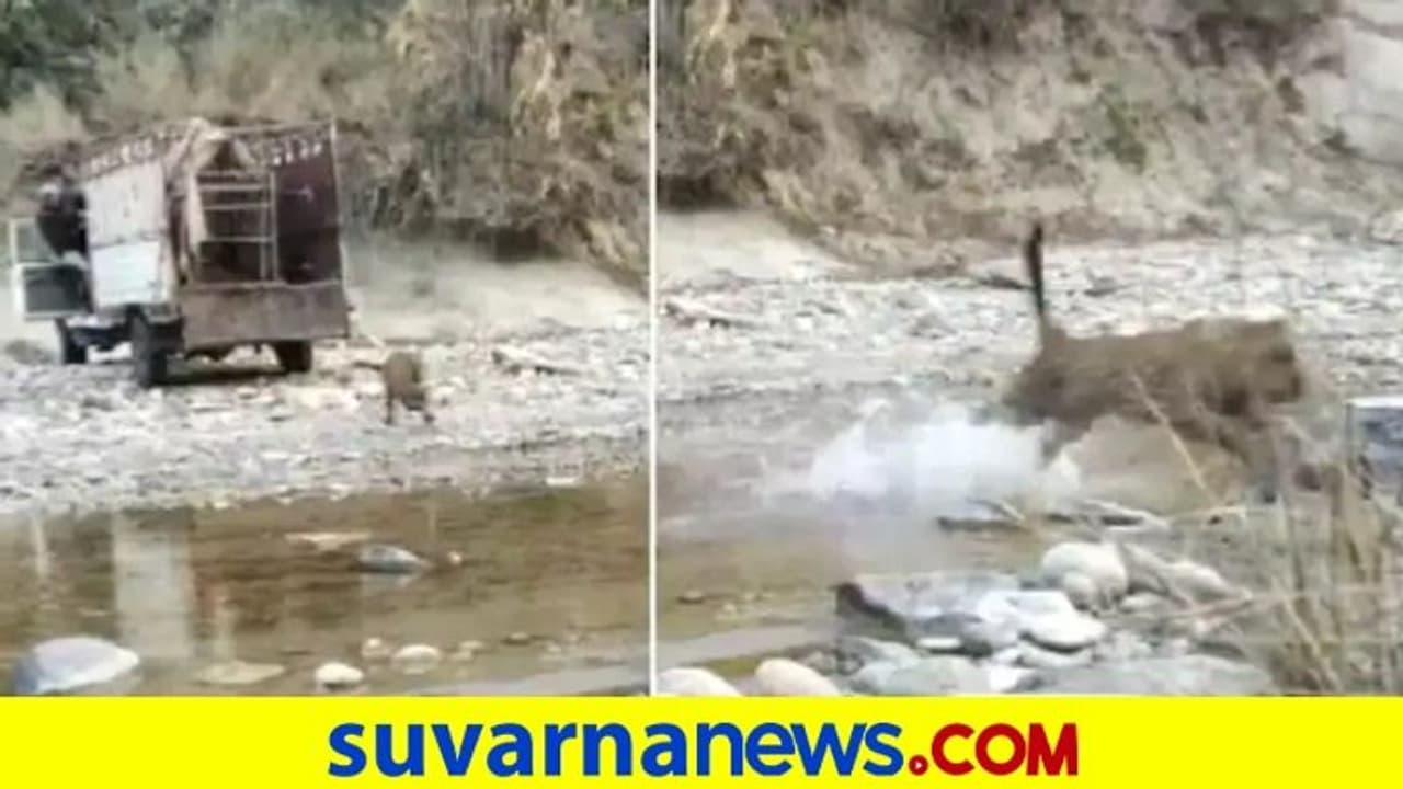 ಅಬ್ಬ ಬದುಕಿದೆ... ಕಾಡಿಗೆ ಬಿಡುತ್ತಿದಂತೆ ಎದ್ನೋಬಿದ್ನೋ ಎಂದು ಓಡಿದ ಚೀತಾ... ವಿಡಿಯೋ