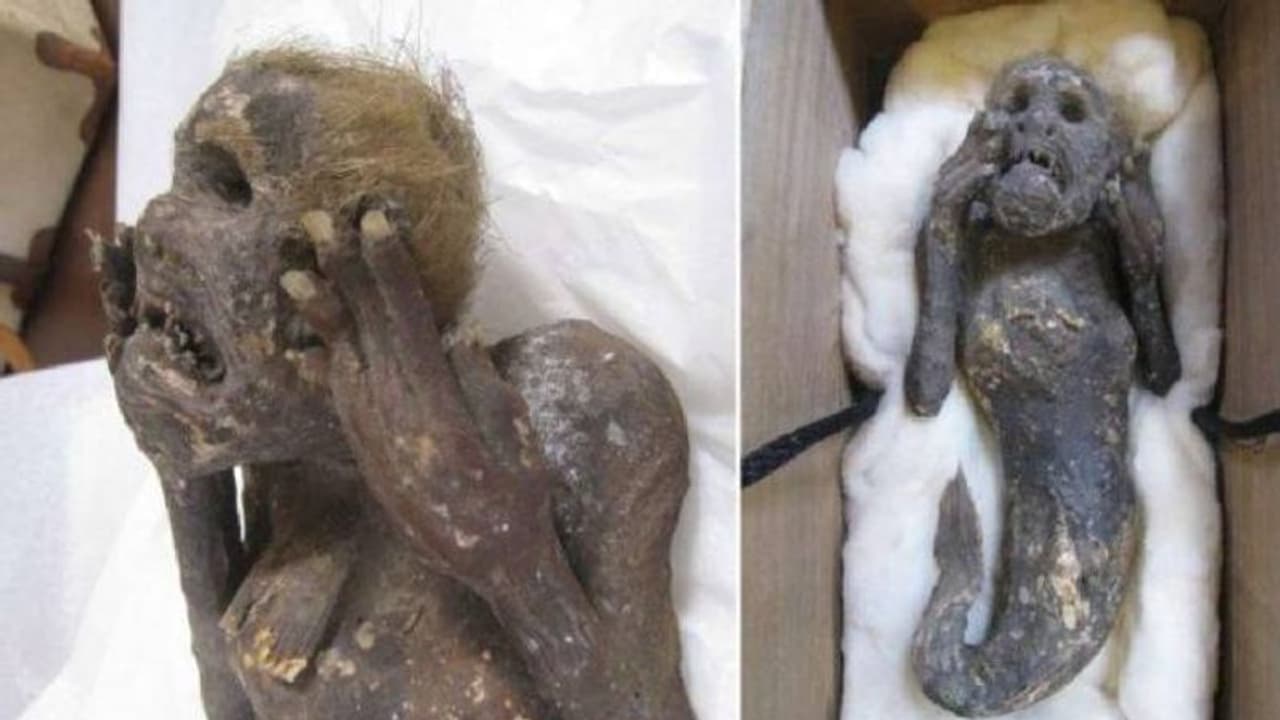 Mermaid mummy : 300 വർഷം പഴക്കം, മനുഷ്യമുഖം, 'മെർമെയ്ഡ് മമ്മി' ശരിക്കും മത്സ്യകന്യകയോ? അന്വേഷിക്കാൻ ഗവേഷകർ Mermaid mummy : 300 വർഷം പഴക്കം, മനുഷ്യമുഖം, 'മെർമെയ്ഡ് മമ്മി' ശരിക്കും മത്സ്യകന്യകയോ? അന്വേഷിക്കാൻ ഗവേഷകർ