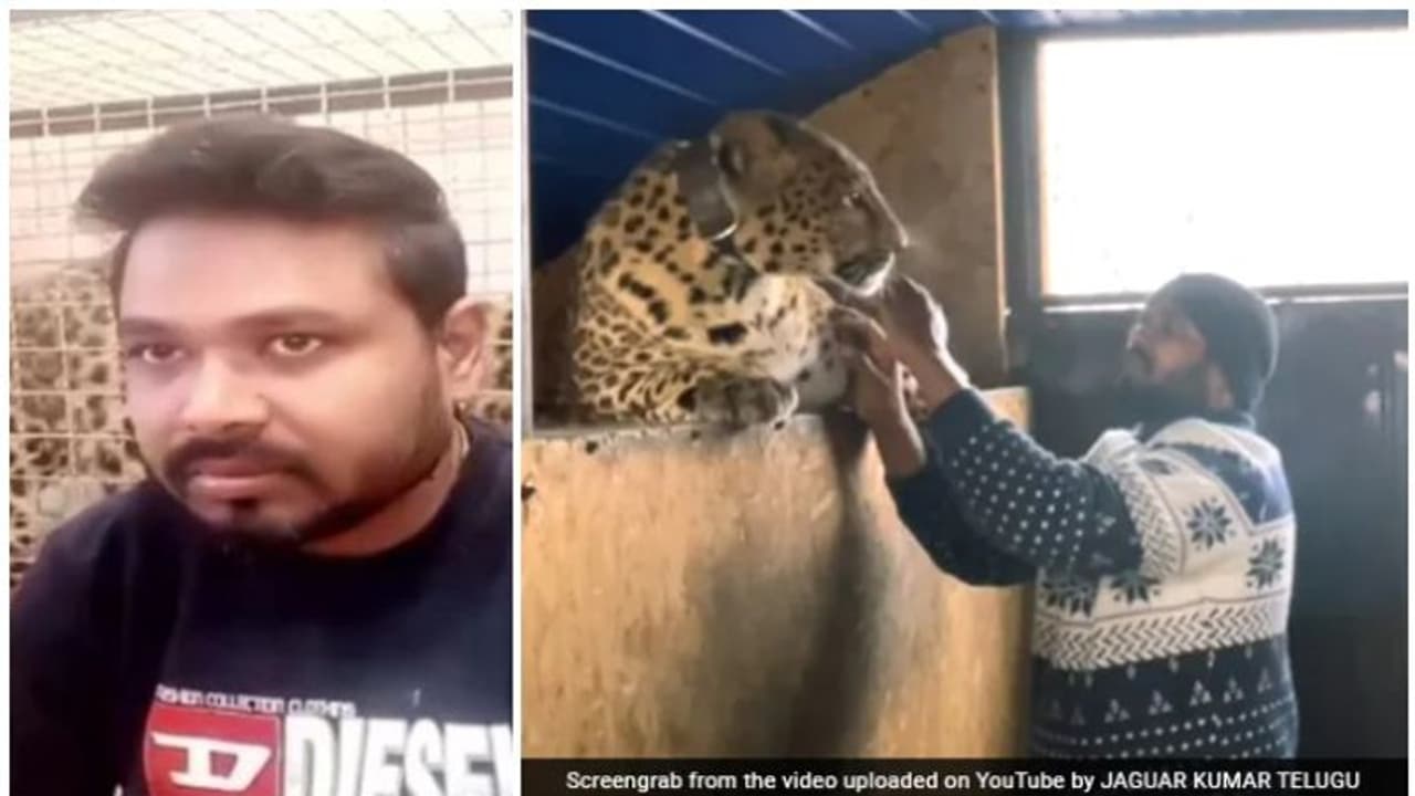 'ഇവര്‍ എന്റെ മക്കള്‍; വീട്ടില്‍ വളര്‍ത്തുന്ന പുലികളെ ഉപേക്ഷിച്ച് യുക്രൈന്‍ വിടില്ലെന്ന് ഇന്ത്യന്‍ ഡോക്ടര്‍