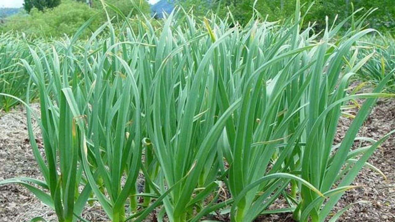 6 महीने में कमा सकते हैं 5 लाख रुपए का मुनाफा, 1 हेक्टेयर में इस फसल की खेती करें किसान