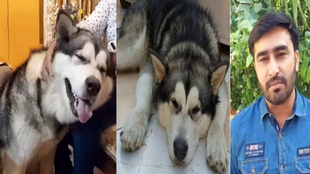 Ukraine Russia War: रोहतक के मेडिकल स्टूडेंट ने खुद से पहले घर भेजा डॉगी, कहा पहले इसकी जान बचाना चाहता हूं Ukraine Russia War: रोहतक के मेडिकल स्टूडेंट ने खुद से पहले घर भेजा डॉगी, कहा पहले इसकी जान बचाना चाहता हूं