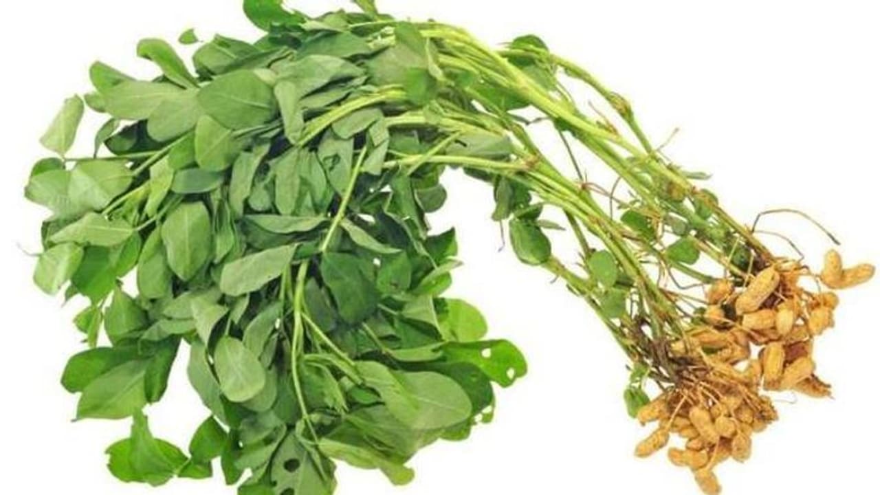 നിലക്കടല വീട്ടിനുള്ളിലും വളർത്തിയെടുക്കാം, ഇങ്ങനെ... നിലക്കടല വീട്ടിനുള്ളിലും വളർത്തിയെടുക്കാം, ഇങ്ങനെ...