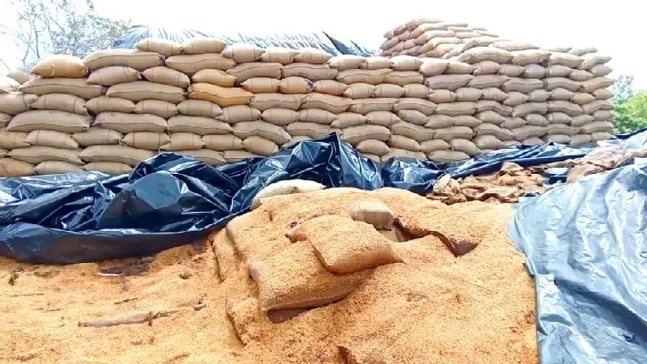 3500 மெட்ரிக் டன் நெல் நாசம்... அலட்சியமே காரணம்... விவசாயிகள் குற்றச்சாட்டு!!