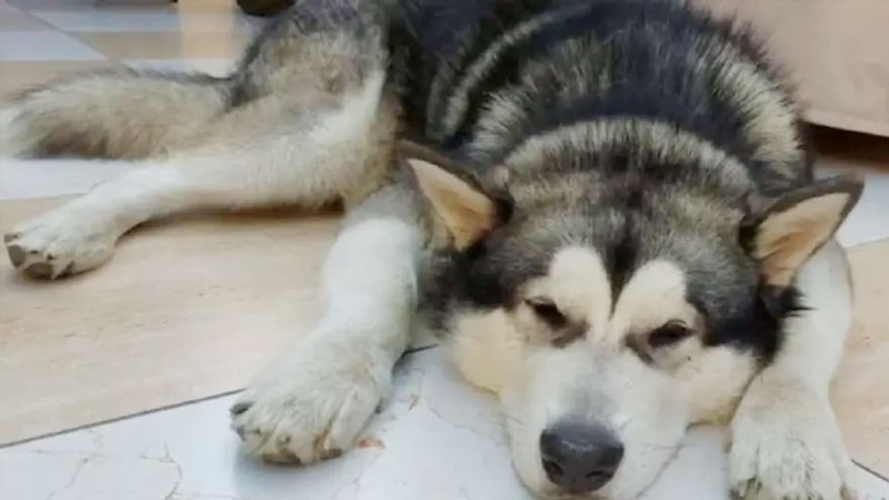 भारतीय छात्र की इंसानियत: यूक्रेन रूस युद्ध में फंसा, लेकिन पहले अपने कुत्ते को प्लेन से भेजा, खुद वहीं रुका भारतीय छात्र की इंसानियत: यूक्रेन रूस युद्ध में फंसा, लेकिन पहले अपने कुत्ते को प्लेन से भेजा, खुद वहीं रुका