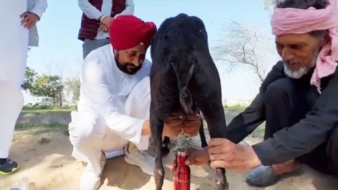 चुनाव परिणाम से पहले सीएम चन्नी का आया गजब वीडियो, जिसे देख यूजर बोले 2 दिन बाद आपको यही करना है..देखिए Video चुनाव परिणाम से पहले सीएम चन्नी का आया गजब वीडियो, जिसे देख यूजर बोले 2 दिन बाद आपको यही करना है..देखिए Video