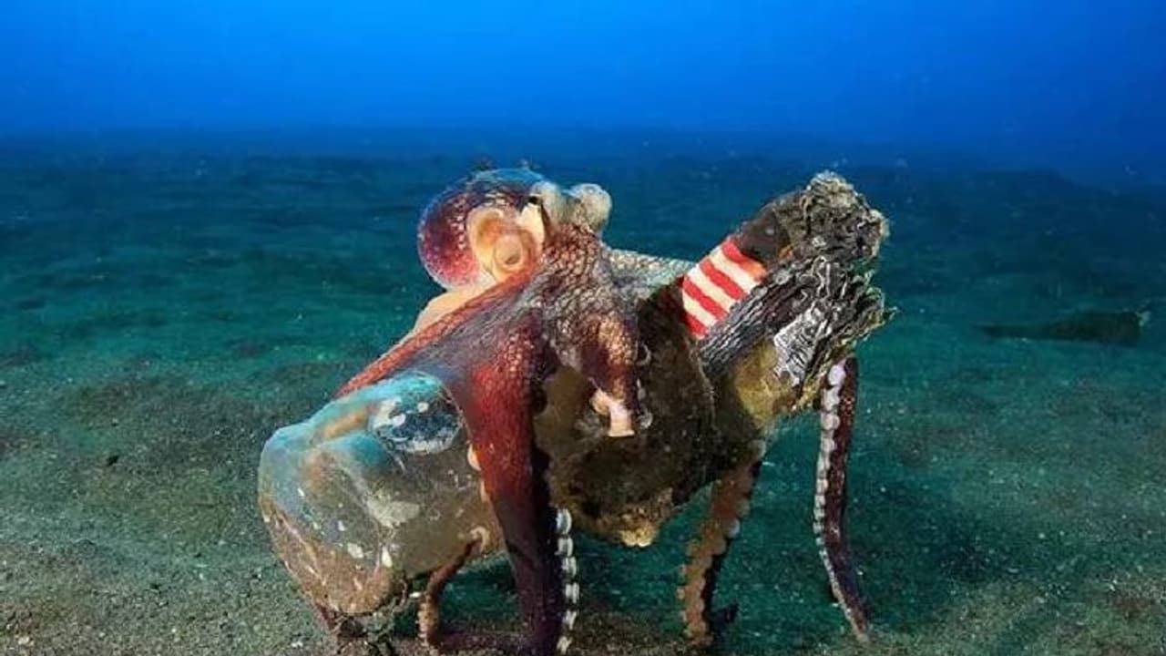 കുപ്പികൾ, പാത്രങ്ങൾ, ബാറ്ററി, നാം വലിച്ചെറിയുന്ന മാലിന്യം നീരാളികളുപയോ​ഗിക്കുന്നത് ഇങ്ങനെ!