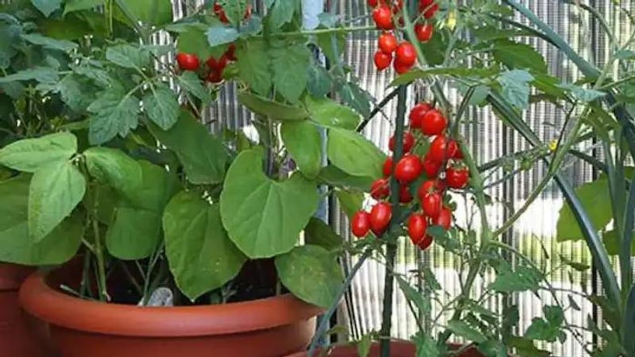 പച്ചക്കറികൾ വളർത്തിയെടുക്കാം ബാൽക്കണിയിൽ തന്നെ പച്ചക്കറികൾ വളർത്തിയെടുക്കാം ബാൽക്കണിയിൽ തന്നെ