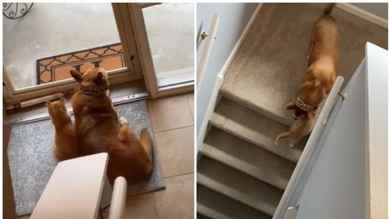 ഞങ്ങൾ ബെസ്റ്റ് ഫ്രണ്ട്സ്...; വെെറലായി പൂച്ചയുടെയും നായയുടെയും വീഡിയോ