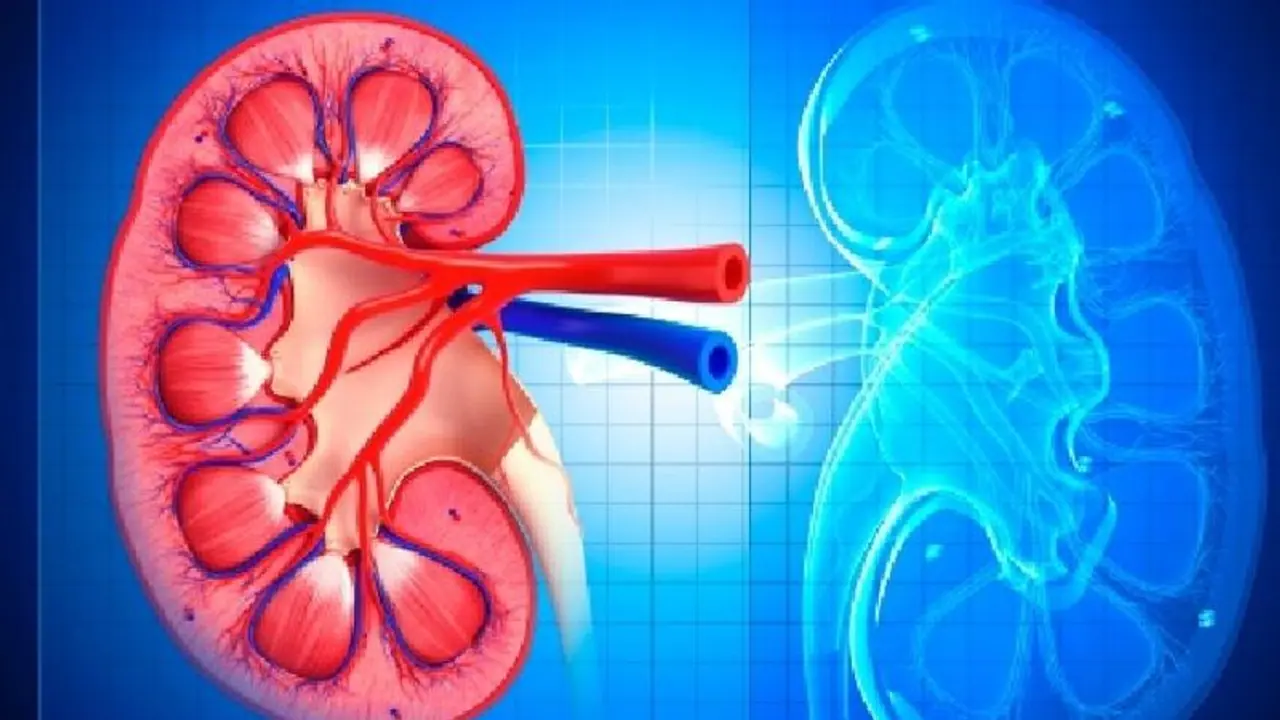 Do you have kidney problems? Know types of genetic diseases that affect kidneys