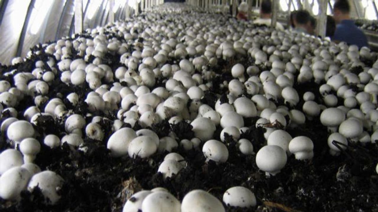 ಅಣಬೆ ಬಗ್ಗೆ ಪಾಠ ಮಾಡುತ್ತಿದ್ದ ಪ್ರಾಧ್ಯಾಪಕಿಗೆ ಈಗ ಅದೇ ಆದಾಯದ ಮೂಲ;ಅಣಬೆ ಕೃಷಿಯಿಂದ ಲಕ್ಷಾಂತರ ರೂ. ಗಳಿಕೆ ಅಣಬೆ ಬಗ್ಗೆ ಪಾಠ ಮಾಡುತ್ತಿದ್ದ ಪ್ರಾಧ್ಯಾಪಕಿಗೆ ಈಗ ಅದೇ ಆದಾಯದ ಮೂಲ;ಅಣಬೆ ಕೃಷಿಯಿಂದ ಲಕ್ಷಾಂತರ ರೂ. ಗಳಿಕೆ