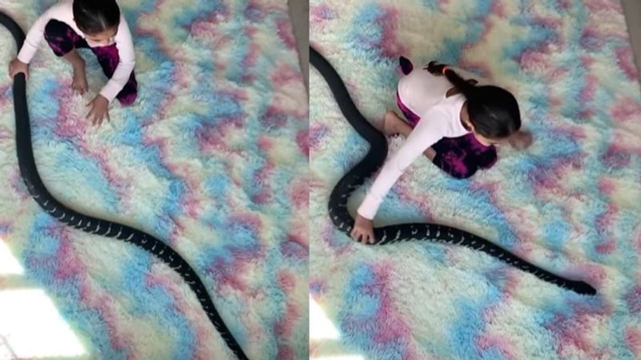 Viral Video : കൂറ്റന്‍ പാമ്പിനൊപ്പം കളിക്കുന്ന പെണ്‍കുട്ടി; വൈറലായി വീഡിയോ